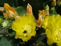 cvetq-flowers00001.jpg
