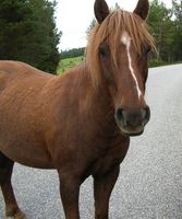 horses00007.jpg